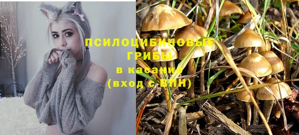 стаф Козловка